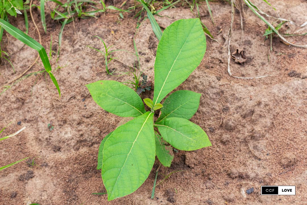 Tree Planting Tools & Supplies